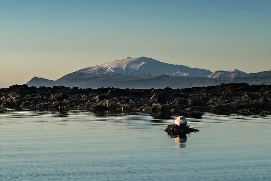 Seal resting on rocks in front of Snæfellsjökull glacier, Iceland